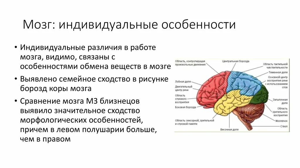 Каковы особенности головного мозга. Каковы морфологические особенности головного мозга. Цвет стимулирующий мозговую деятельность. Индивидуальные особенности мозговой деятельности.