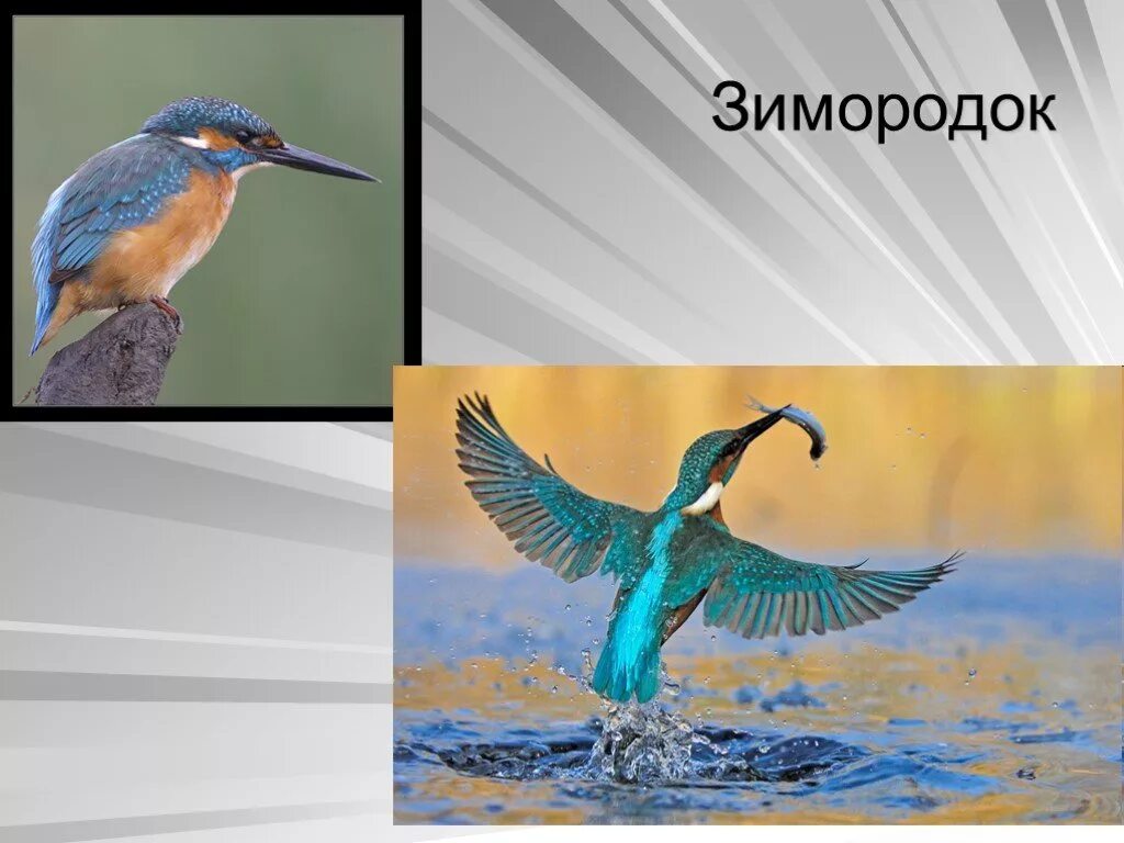 Почему сегодня нет зимородка на субботе. Чучело зимородка.