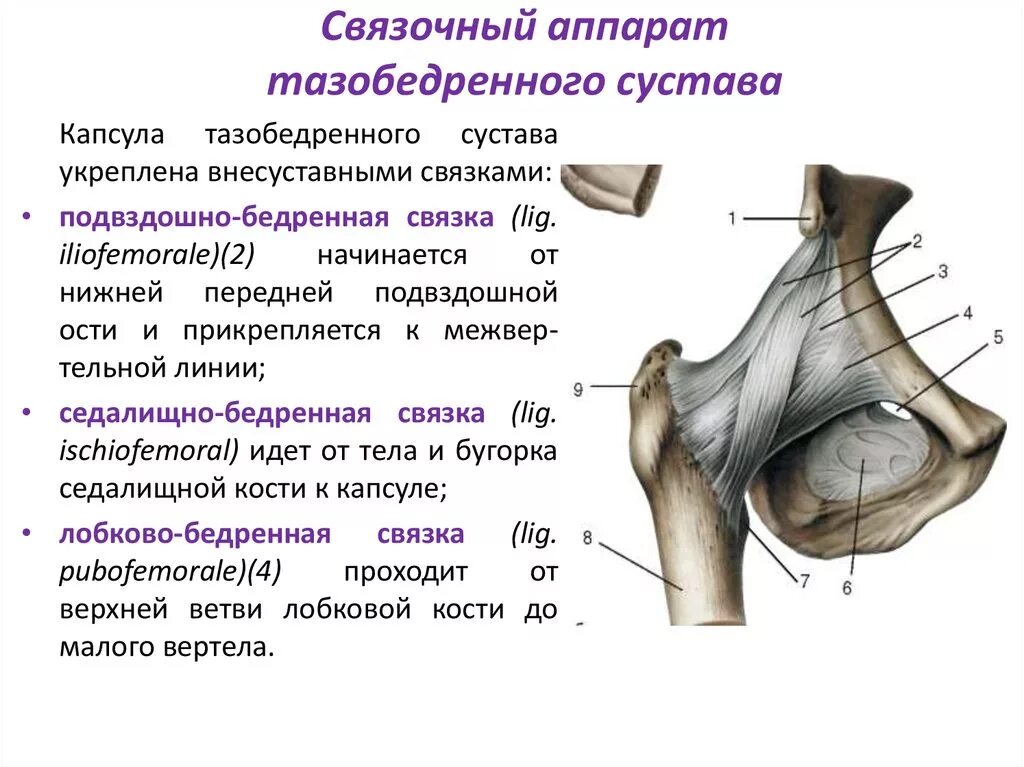 Тазобедренный сустав соединение. Бедренный сустав анатомия строение. Капсула и связки тазобедренного сустава. Седалищно-бедренную связку - Lig. Ischiofemorale. Внекапсульные связки тазобедренного сустава.