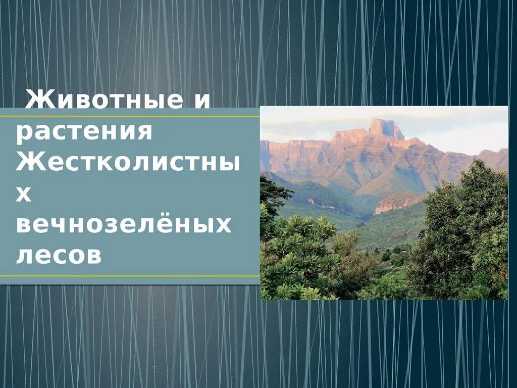 Природные зоны жестколистные леса и кустарники. Животные и растения жестколистных вечнозеленых лесов. Растения в жестколистных лесах. Жестколистные вечнозеленые леса и кустарники.