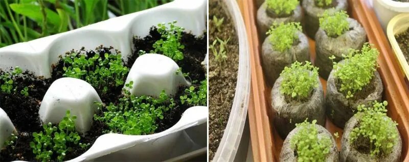 как сажать лобелию семенами на рассаду.