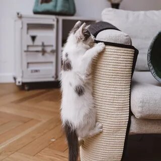 Почему коты дерут мебель