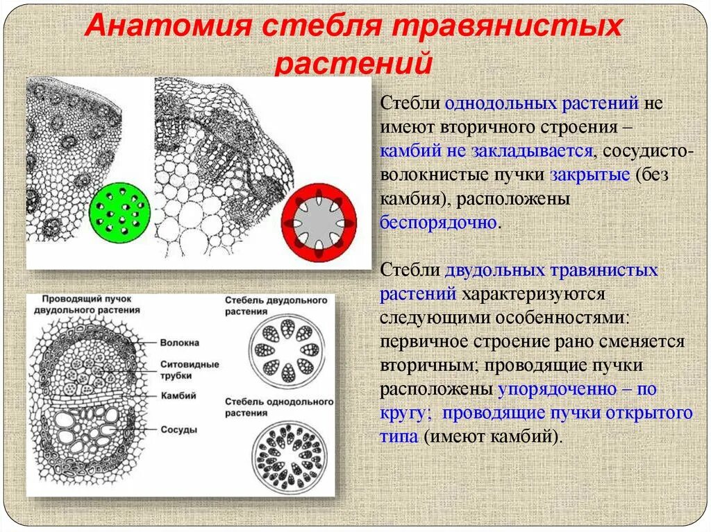 Анатомическое строение стебля травянистых двудольных растений. Строение стебля травянистого двудольного растения. Строение травянистого стебля однодольных. Анатомическое строение травянистого стебля однодольного растения. Какую функцию выполняют сосуды у растений впр