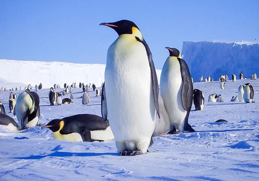 Животные антарктиды императорский пингвин. Пингвины в антарктиде. Животное символ антарктиды. Пингвины королевские императорские. Животное символ антарктиды.