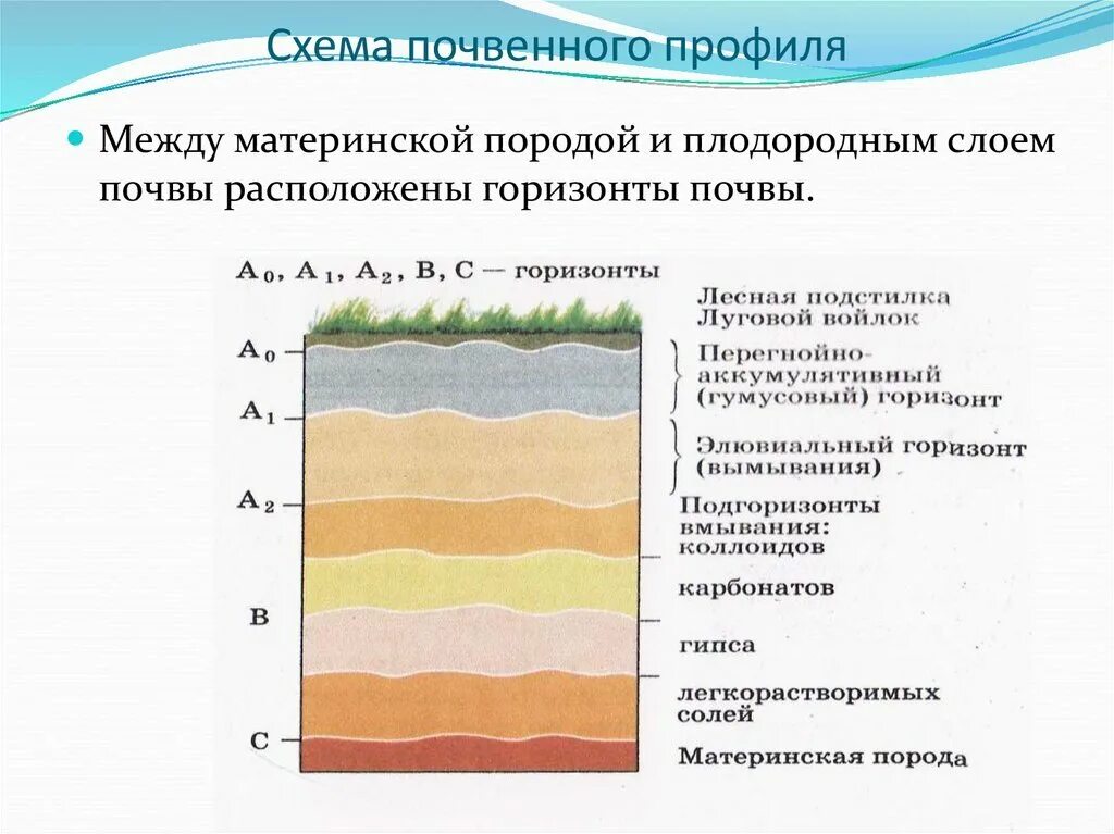 Материнская порода гумусовый вымывания вмывания. Схема строения почвенного профиля. Схему строения почвы (почвенный профиль. Слои почвы схема. Экранирующий слой почвы схема.