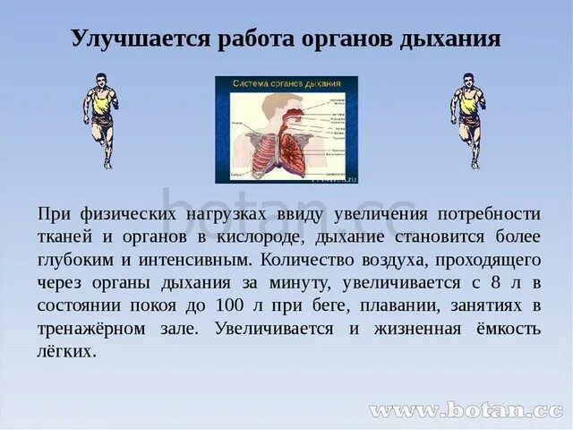 Почему изменилось дыхание. Дыхание прифизических гагрузках. Дыхание при физической нагрузке. Почему увеличивается число вдохов после физ нагрузки. Дыхание при физ нагрузке.