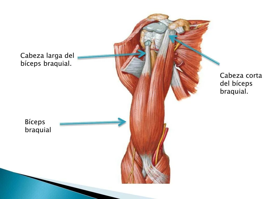 К чему крепится бицепс. Бицепс плеча анатомия. Трицепс анатомия мышц. Строение бицепса руки. Бицепс руки анатомия.