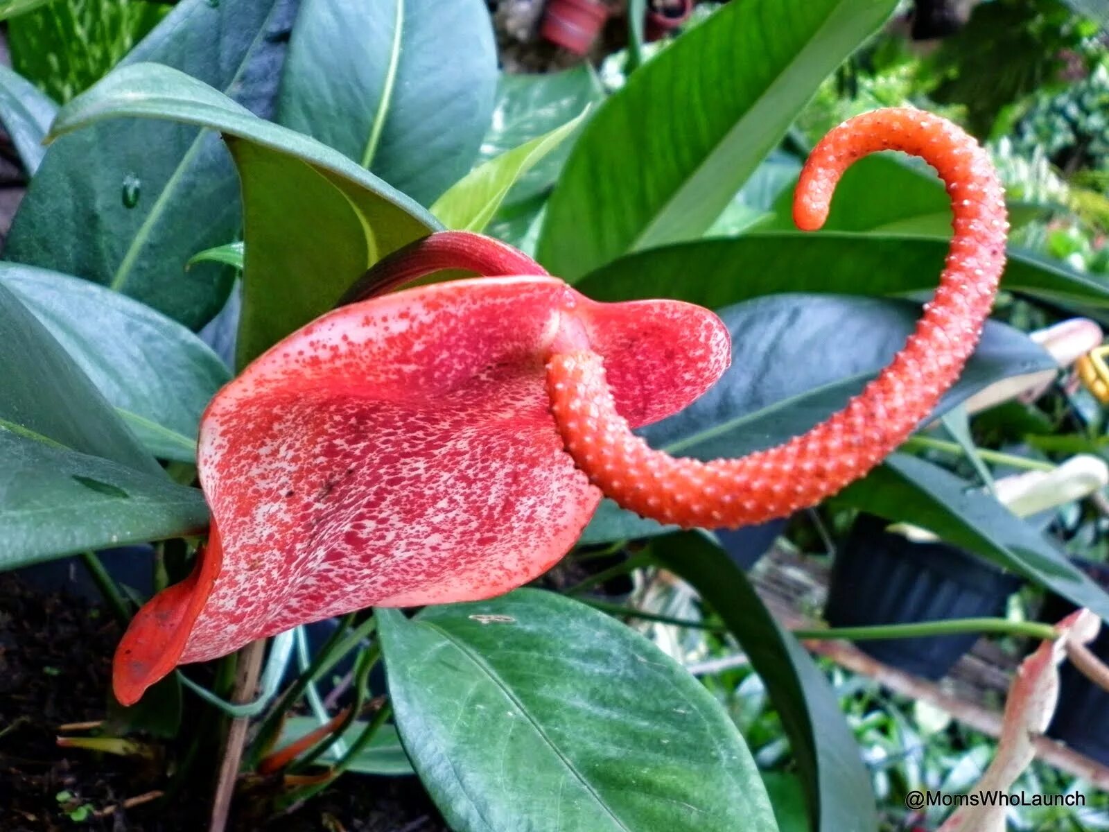 Фламинго в африке. Гнездо фламинго. Фламинго растения. Фламинго растения. Розовый фламинго в африке.