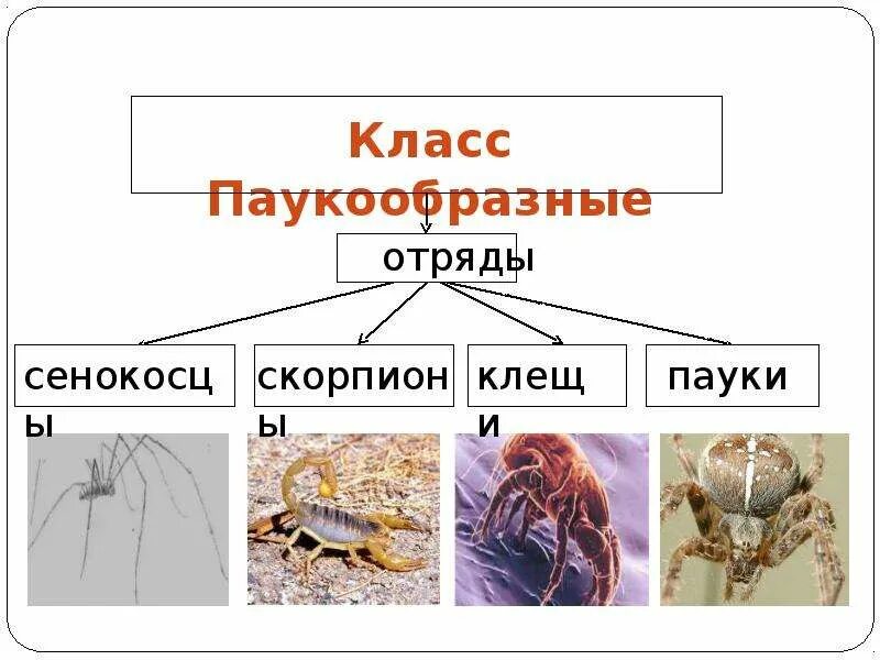 Отделы класса паукообразные. Класс паукообразные. Общая характеристика паукообразных. Характеристика паукообразных. Класс паукообразные отряды.