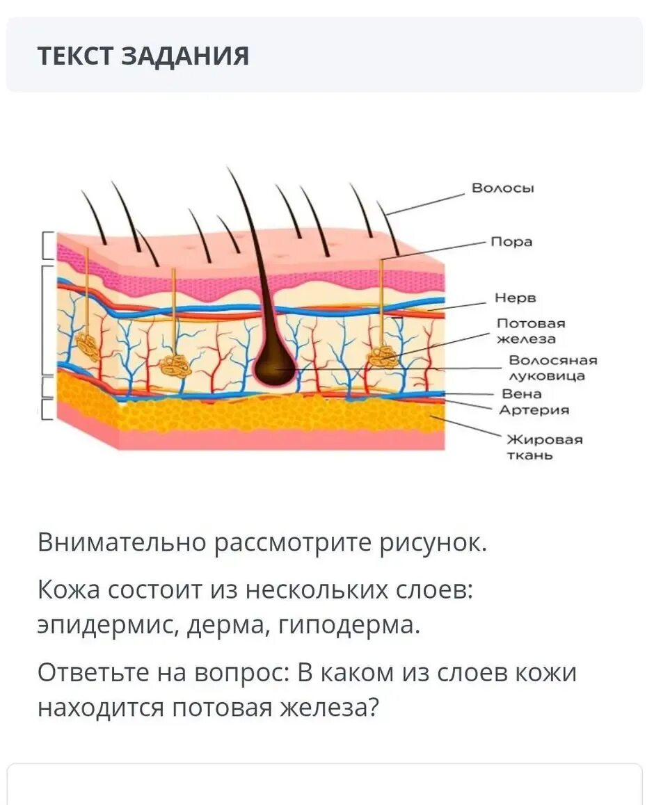 Какие три слоя кожи