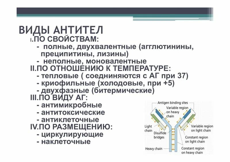 Антитела это в биологии кратко. Естественные антитела. Антитела присутствуют. Виды антител. Классы иммуноглобулинов, участвующие в регуляции иммунного ответа.