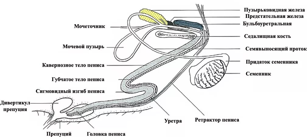 Строение половых органов животных. Репродуктивная система хряка анатомия. строение репродуктивной системы хряка. строение половой системы хряка. строение полового члена хряка.
