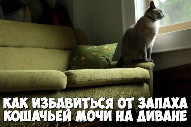 Как избавиться от запаха мочи на диване. Как избавиться от запаха кошачьей мочи. как избавиться от кошачьего запаха. как избавиться от запаха кошачьей мочи на диване. как избавиться от запаха на диване.