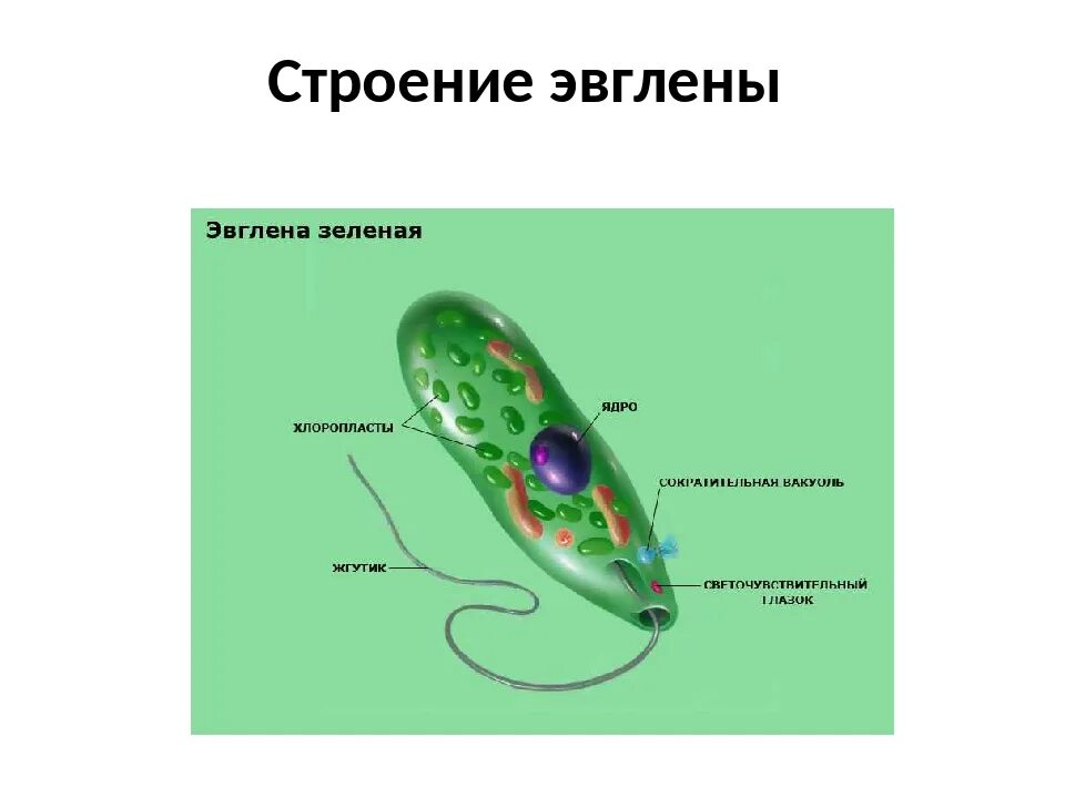 Какой органоид у эвглены зеленой. Строение клетки эвглены зеленой. Органоиды эвглены зеленой. Ядро эвглены зеленой. Эвглена зеленая строение ядро.