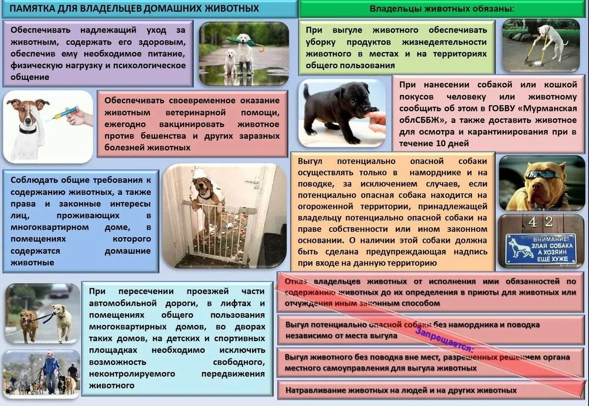 Содержание собак кратко