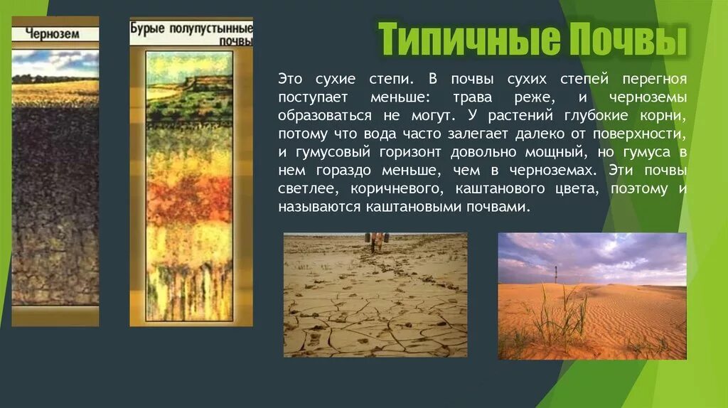Какая почва в зоне пустынь. Бурые почвы полупустынь в россии. почвы полупустыни и степи в россии. сухие степи и полупустыни почва. бурые полупустынные почвы растительность.