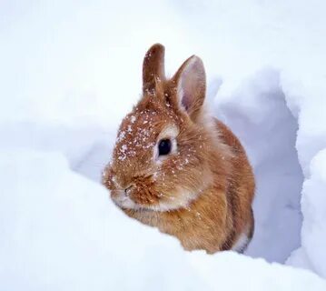 ... Read more Rabbit Eating, Lethargic, Pet Rabbit, Months In A Year, Veter...