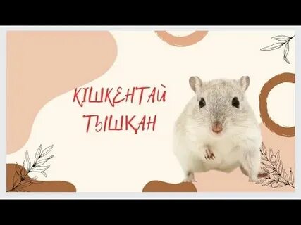 Әр түрлі пішіндегі және өлшемдегі клиторлардың фотосуреттері