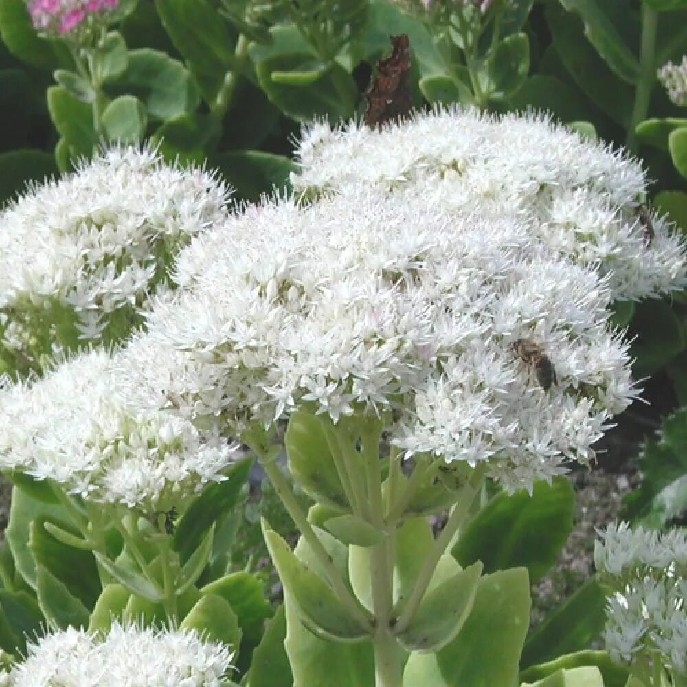 Очиток Видный Iceberg. Очиток Видный Айсберг Sedum spectabile Iceberg. Очиток Видный (Sedum spectabile `Iceberg`). Седум Видный Stardust.