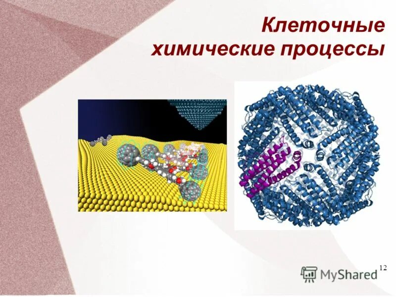 флуоресцентный микроскоп микрофиламенты. клеточный мт. биохимические реакции в организме. митоз флуоресцентная микроскопия. тубулин рлс.