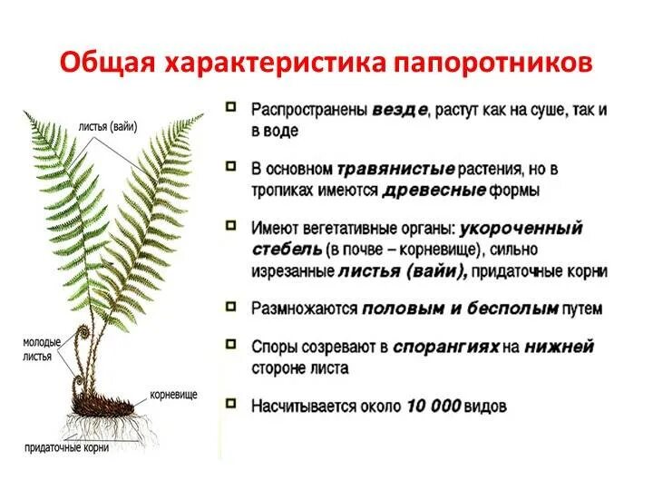 Какова роль человека в эволюции растительного. Папоротниковидные характеристика. Общая характеристика папоротниковидных 6 класс. Общую характеристику папоротникообразных растений. Основные характеристики папоротниковидных.