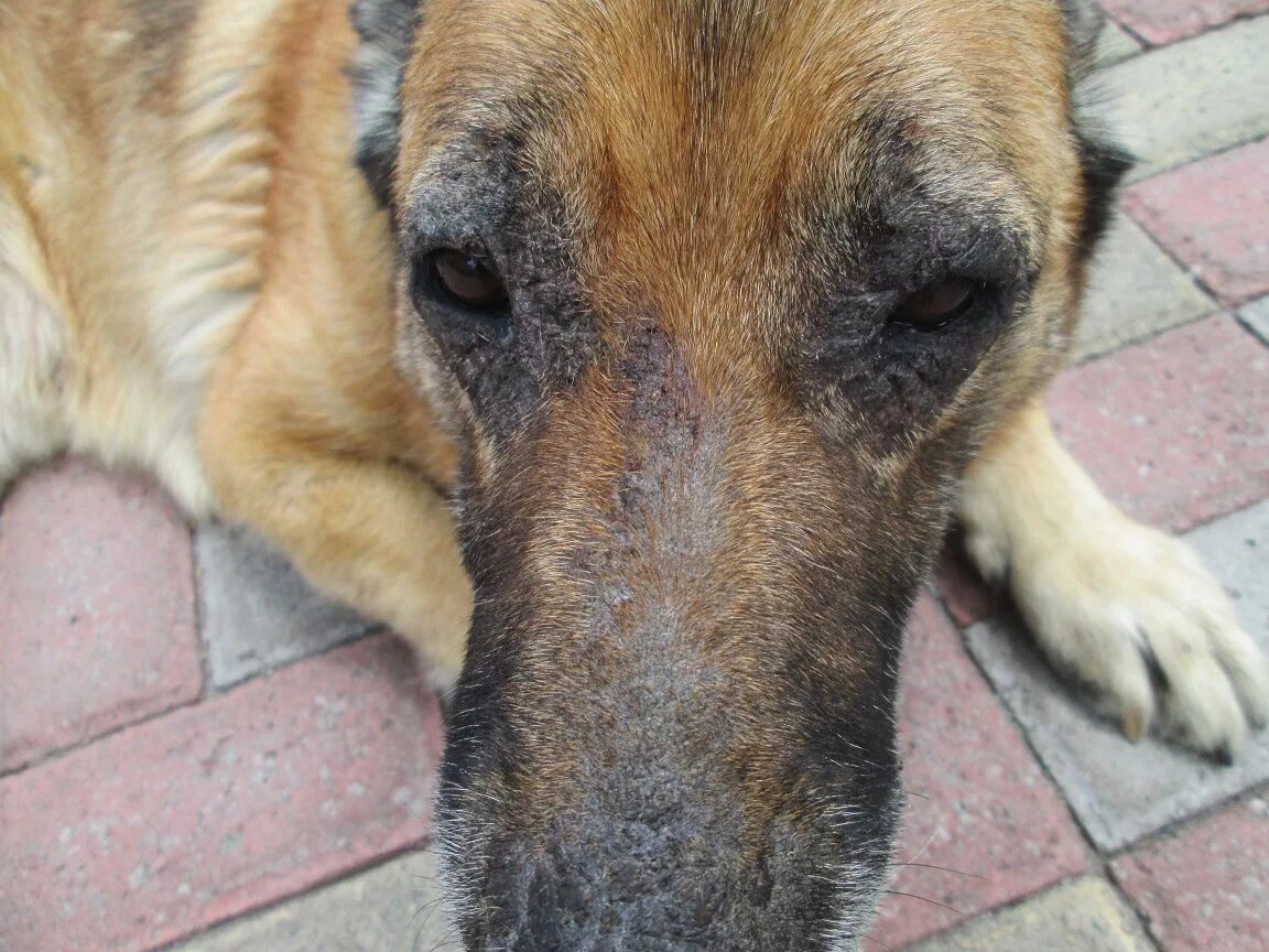 заболевания немецких овчарок. нора немецкая овчарка. заболевания на коже у немецкой овчарки. овчарка грустит. кожные заболевания у овчарки.