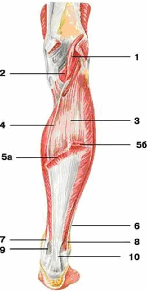 Сухожилия икроножной мышцы анатомия. Анатомия мышц и сухожилий голени. Мышцы голени медиальная группа. Подошвенная мышца голени анатомия.