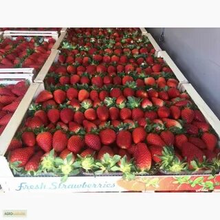 Продам клубнику свежую