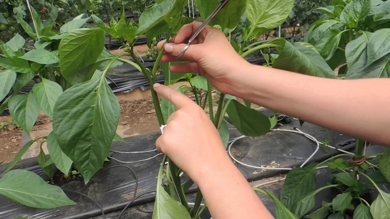 Можно ли обрезать нижние листья. Пасынкование перца. Пасынкование рассады перца. Формировка перца в рассаде. Пасынкование баклажанов.