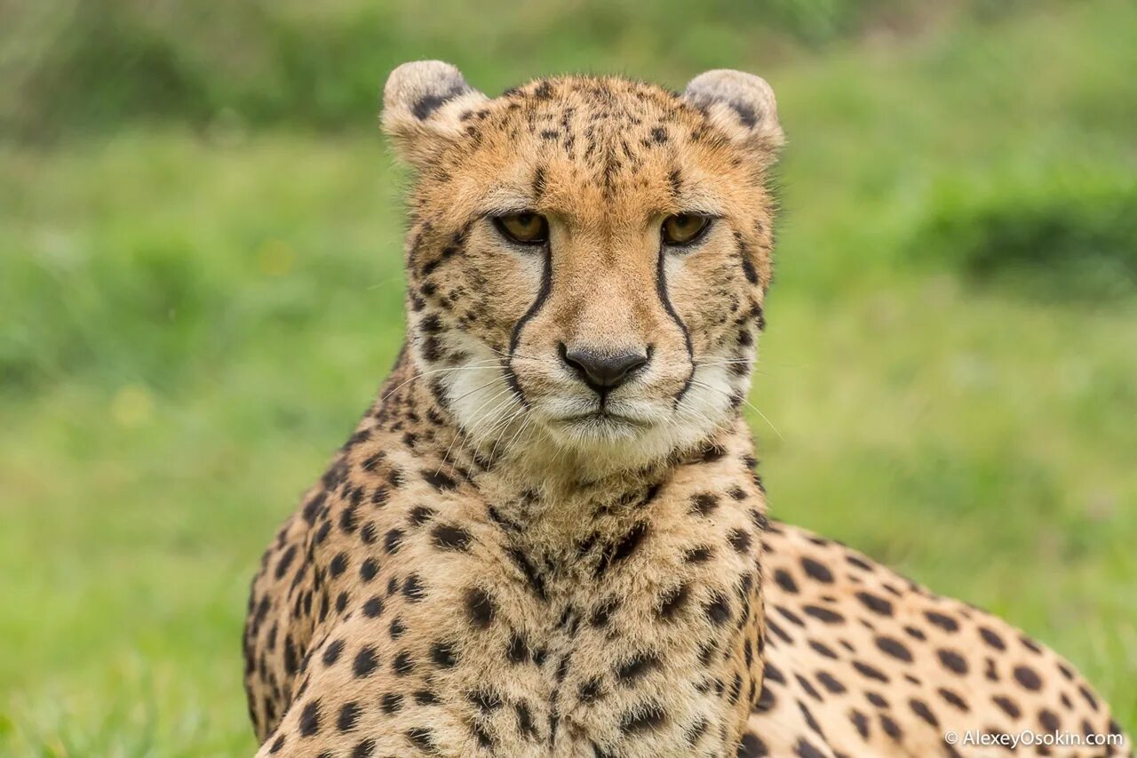 Cheetah перевод