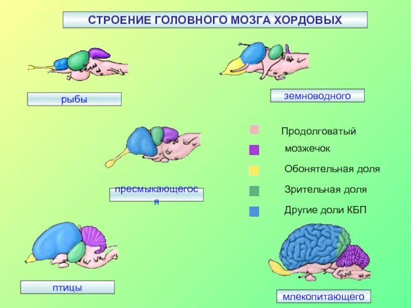 Строени егловного мозга хордовых. Головной мозг рыбы птиц млекопитающих. Строение головного мозга животных. Отделы головного мозга позвоночных.