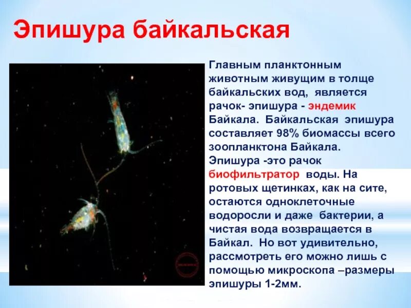 Санитары байкала. Озеро байкал рачок эпишура. планктон эпишура. эпишура эндемик байкала. эндемики байкала рачок эпишура.