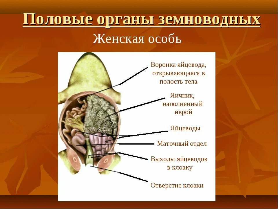 Репродуктивная система земноводных. Органы размножения земноводных.