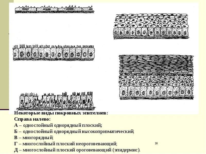 Однослойный эпителий тип. Однослойный многорядный эпителий. однослойный плоский многорядный эпителий. однослойный многорядный кубический эпителий. покровный эпителий однослойный и многослойный схема.
