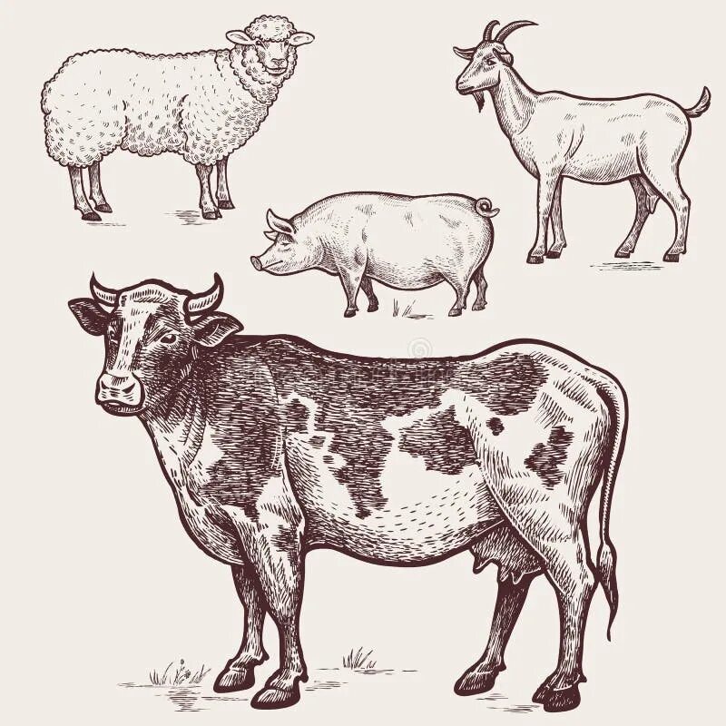 Корова свинья баран. Корова свинья овца. Сельскохозяйственные животные рисунок. Силуэт сельскохозяйственных животных. Корова коза овца свинья