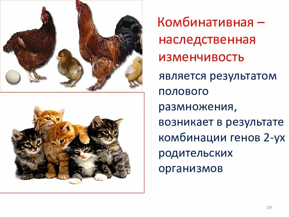 Наследственная изменчивость возникает в результате. Наследственная изменчивость возникает в результате