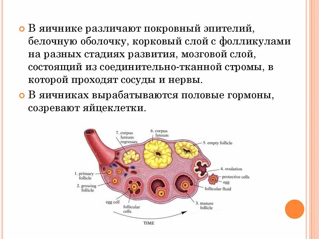 Внутреннее строение яичника. Строение яичника оболочки. Эпителий фолликулов яичника послойно. Фолликулы Строма яичника.