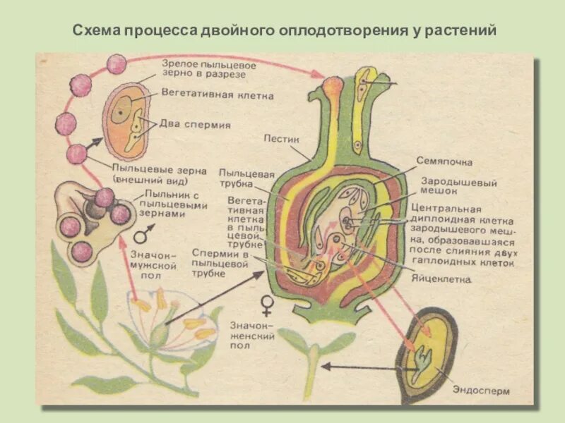 Клеточное строение покрытосеменных. Схема процесса двойного оплодотворения у растений. схема двойного оплодотворения у покрытосеменных растений схема. двойное оплодотворение у цветковых растений таблица. схема процесса оплодотворения у покрытосеменных растений.