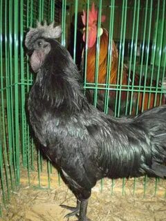 Куры казань