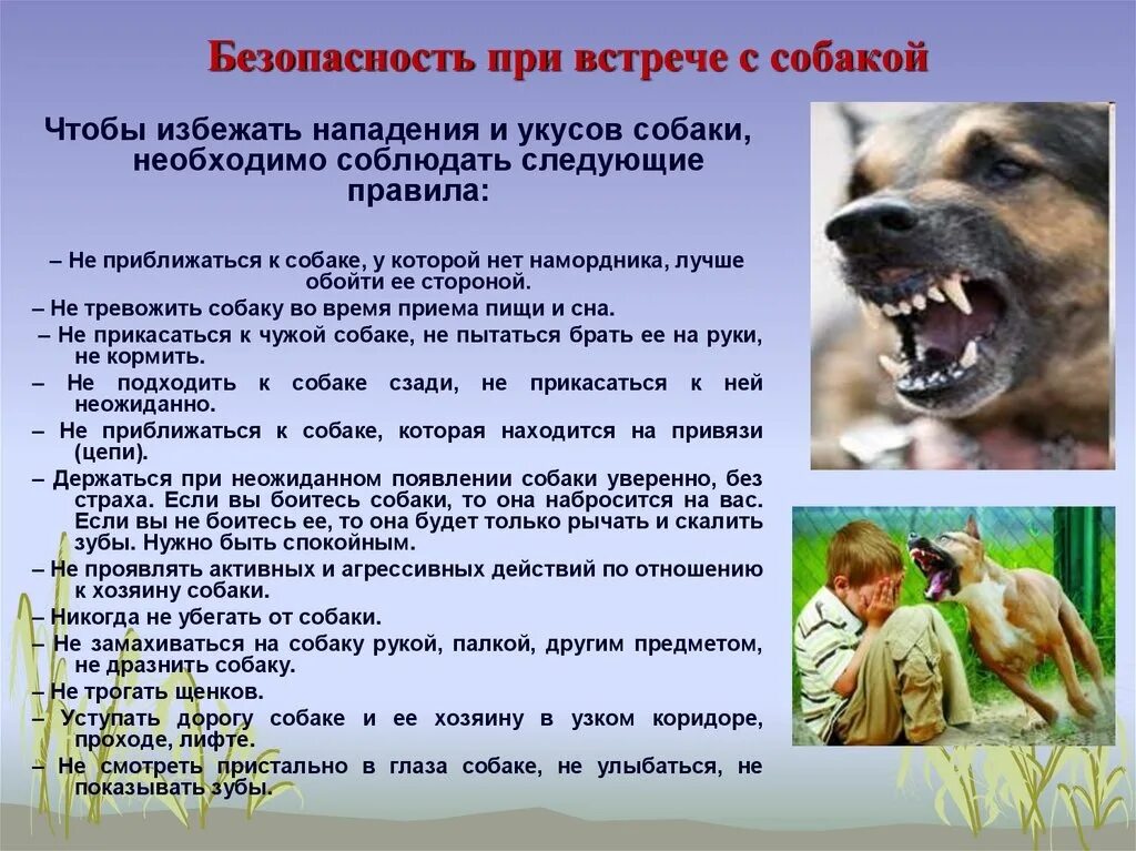 Безопасность при работе с животными