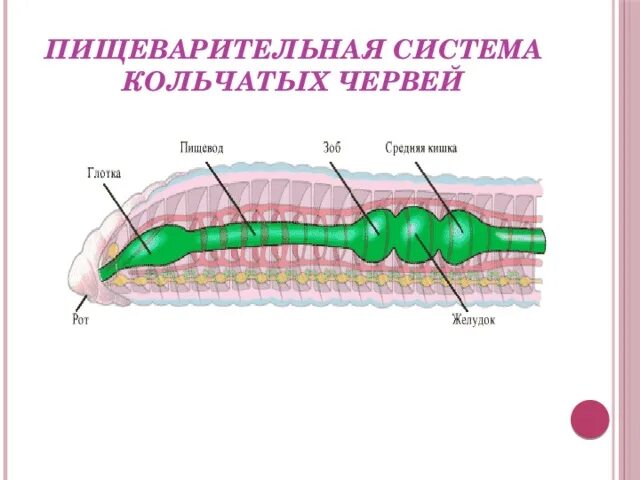 Тип пищеварения кольчатых червей. Пищеварительная система кольчатых червей схема. Тип кольчатые черви пищеварительная система. Пищеварительная система червя схема.