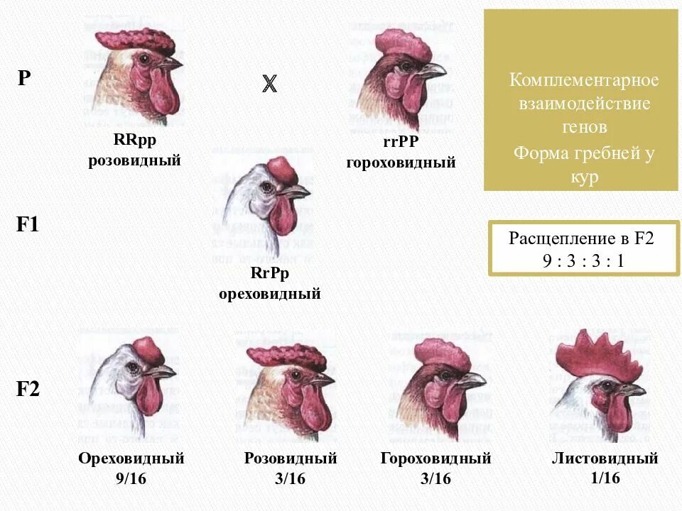 Доминантные и рецессивные мутации. Наследование окраски у мышей. Рецессивные мутации. Доминантные и рецессивные мутации. Классификация мутаций по характеру проявления.