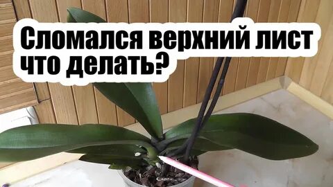 Сломанный лист сломанный лист