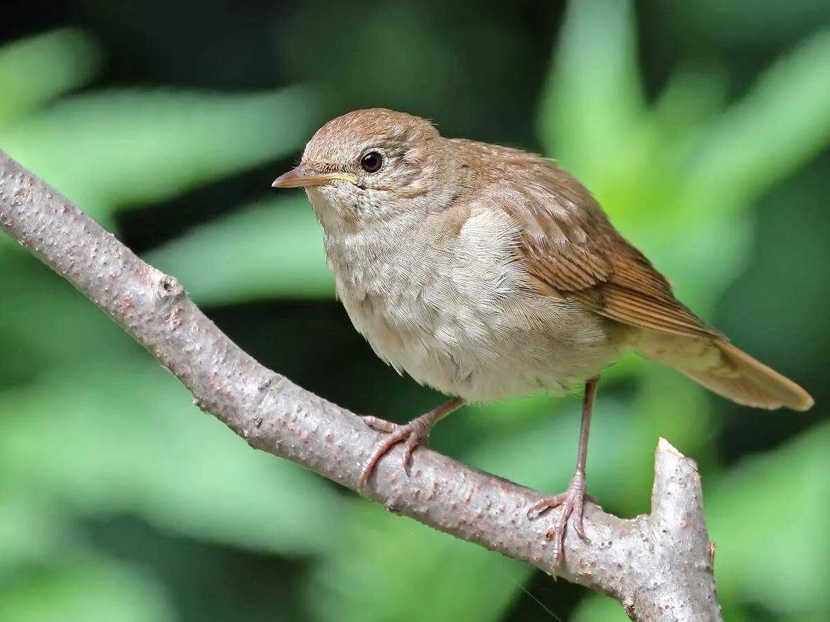 Птица издает. Соловей обыкновенный, или восточный – luscinia luscinia (l. Птица издает. Болотный коростель. Птица издает.