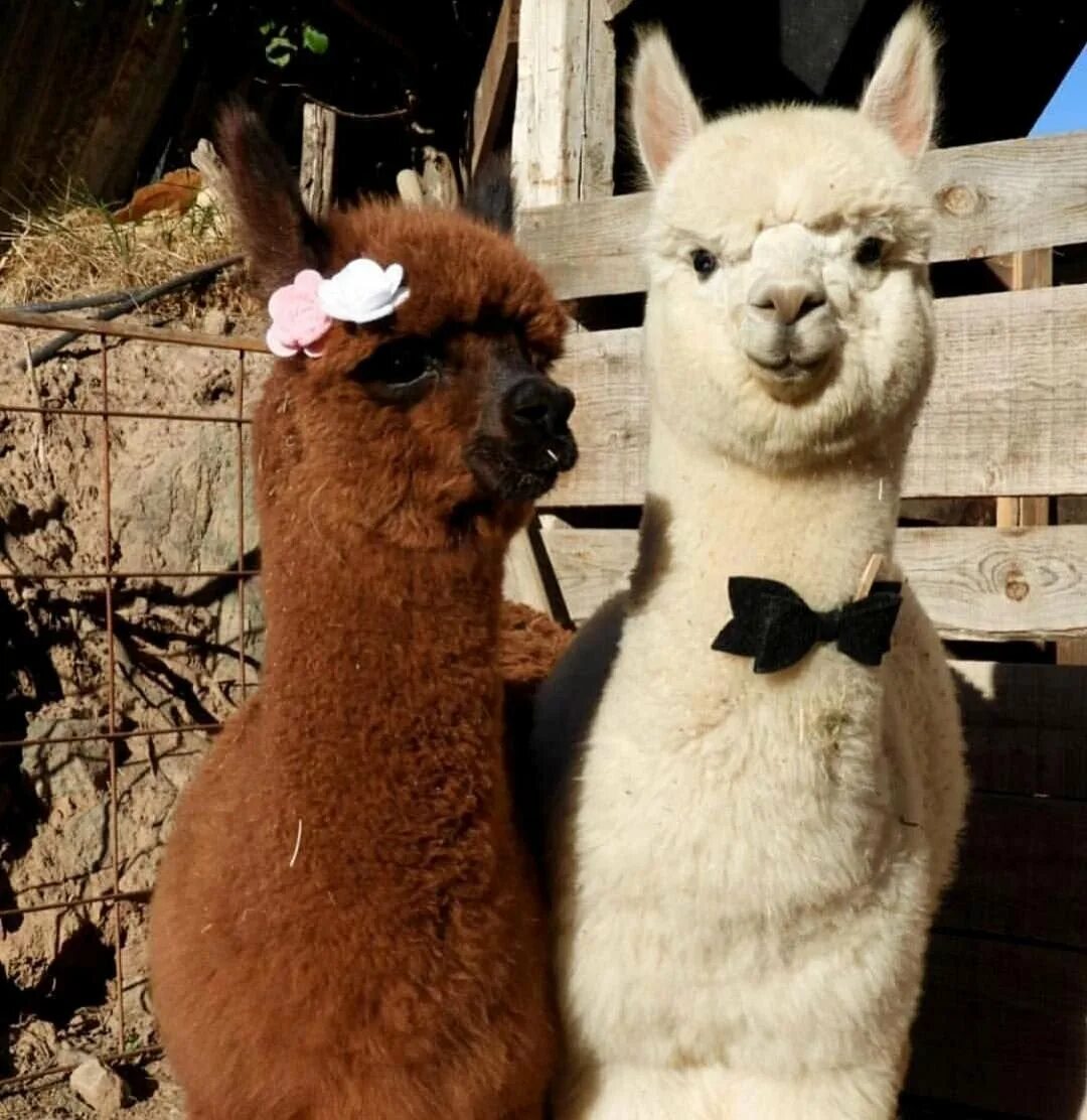Влюбленные альпаки. Альпака пара. Поцелуй ламы. Альпака ездовая. Родина альпак.