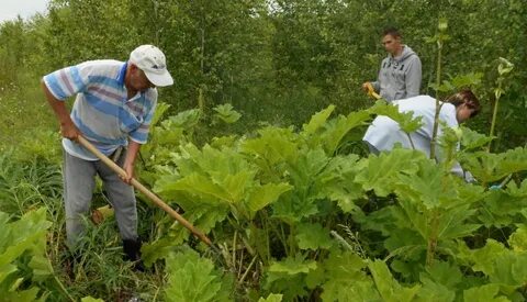 Борщевик на участке способы борьбы