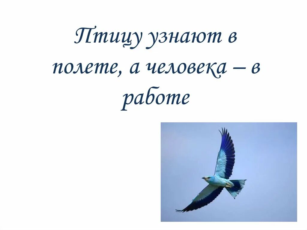 Видна по полету. Птицу узнают в полёте, человека — в работе.. Птицу видно по полету а человека. Птицу узнаеш в полёте а человека в роботе иллюстрация. Птицу узнают по полету а человека по работе.