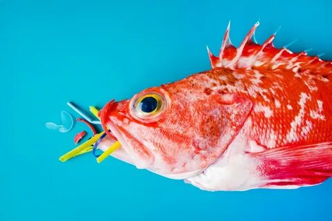 Does it eat fish