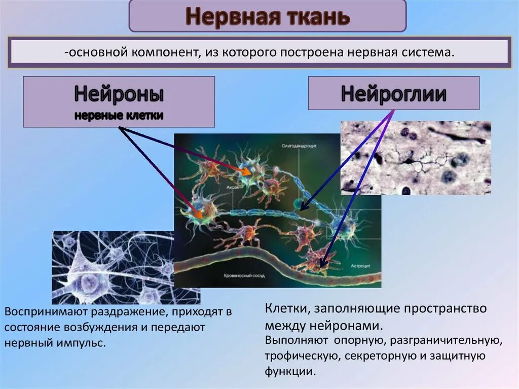 Нервная ткань расположение строение Виды тканей их строение и функции