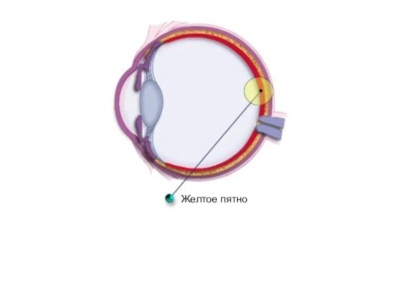 Желтое пятно. Зрительный анализатор желтое пятно. Слепое пятно и желтое пятно глаза. Жёлтое пятно глаза функции. Центральная ямка и желтое пятно.
